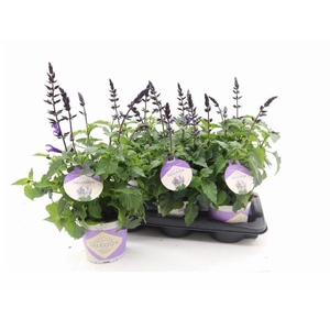 SALVIA LAKE BLUEBERR