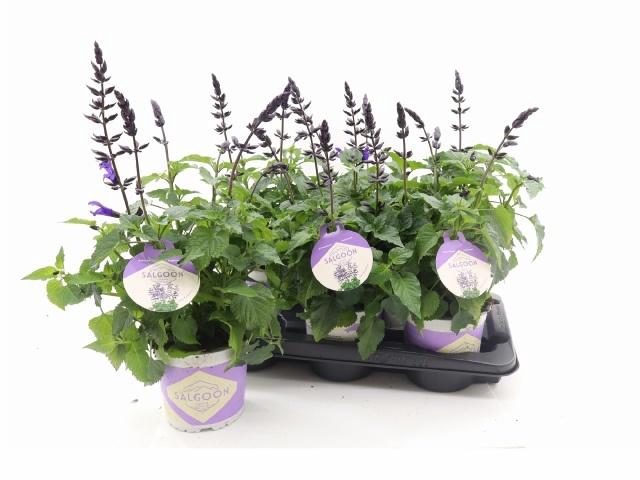 <h4>SALVIA LAKE BLUEBERR</h4>