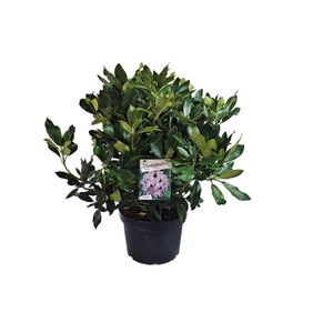 Rhodo. 'Blue Jay' light purple