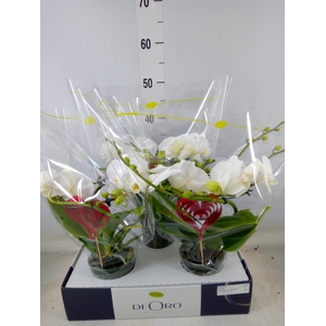 Phalaenopsis   ...white