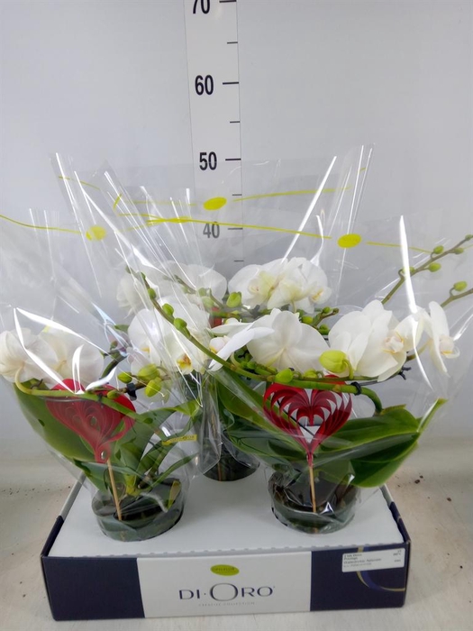 <h4>Phalaenopsis   ...white</h4>