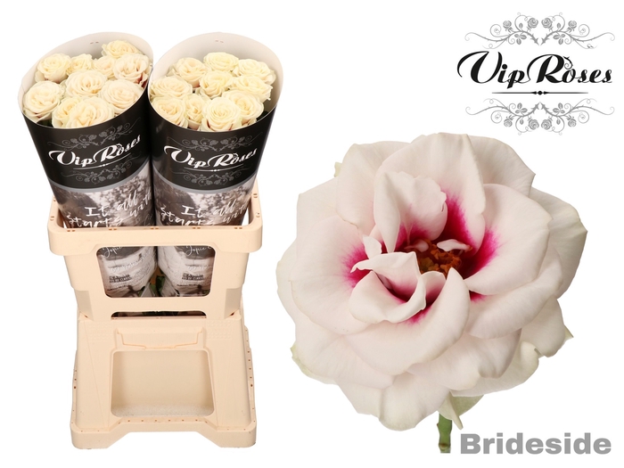 R GR BRIDESIDE! x 20
