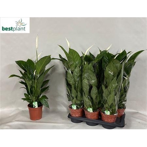 Spathiphyllum Verdi 5+
