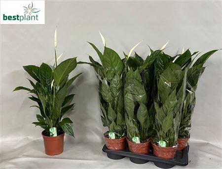 <h4>Spathiphyllum Verdi 5+</h4>