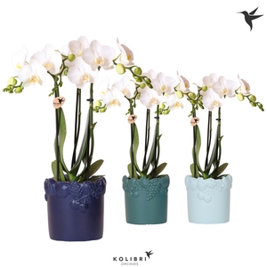 Kolibri Orchids Phalaenopsis white 3 spike in Fruity pot blue