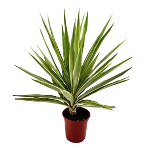Yucca jewel