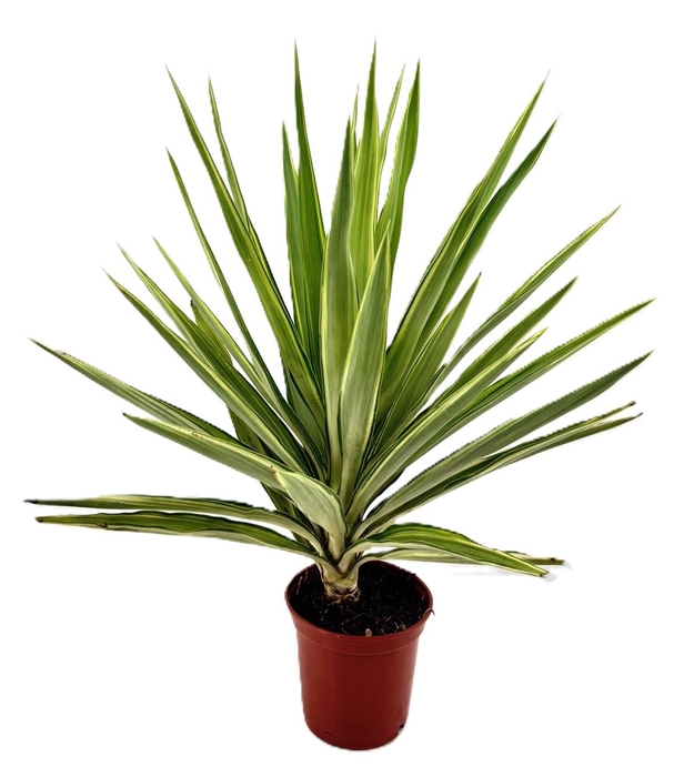 <h4>Yucca jewel</h4>