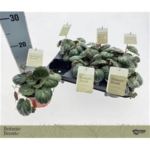 Saxifraga stolonifera 12Ø 15cm