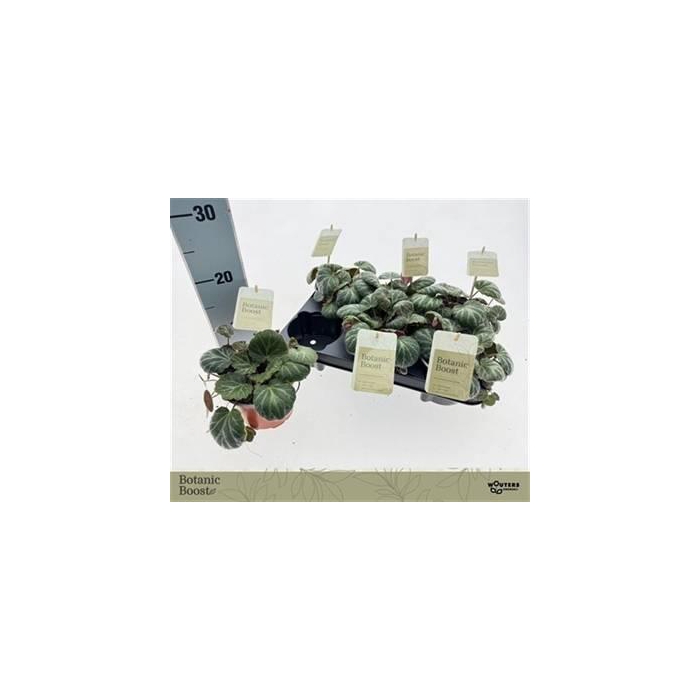 <h4>Saxifraga stolonifera 12Ø 15cm</h4>