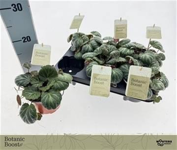 Saxifraga stolonifera 12Ø 15cm