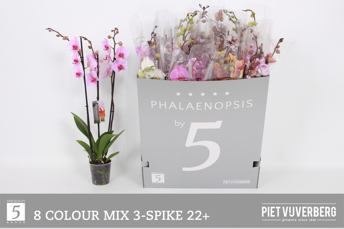 <h4>PHAL GEM 8 KL</h4>