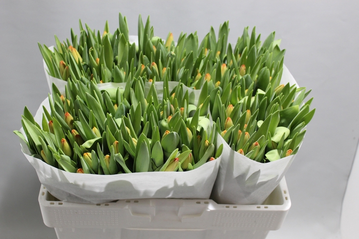 <h4>TU EN ASAHI</h4>