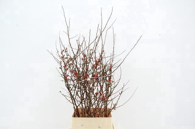 <h4>CHAENOMELES JAPONICA ROZE 100CM</h4>
