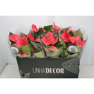 ANTHURIUM CASANOVA P15 VERMELHO PREMIUM