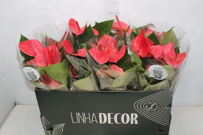 <h4>ANTHURIUM CASANOVA P15 VERMELHO PREMIUM</h4>