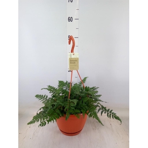 Polystichum tsussimense