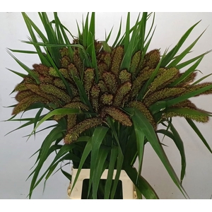 SETARIA ITALICA