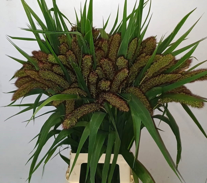 <h4>SETARIA ITALICA</h4>