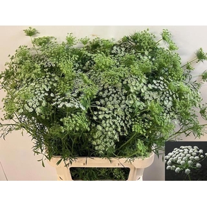 AMMI MAJUS