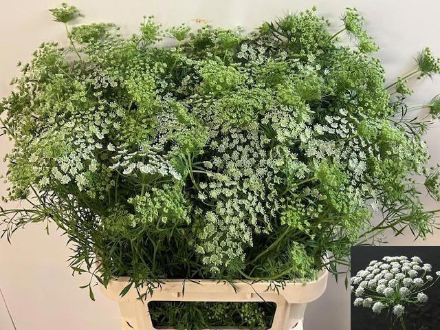 <h4>AMMI MAJUS</h4>