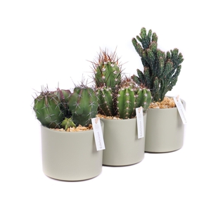 Cactus 10,5 cm in light khaki cilinder pot met grind en etiket