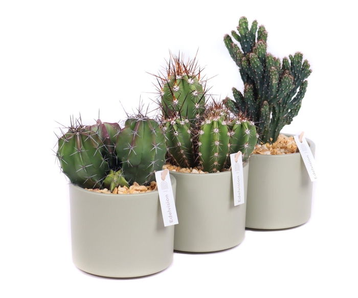 <h4>Cactus 10,5 cm in light khaki cilinder pot met grind en etiket</h4>