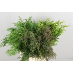 CONIFEER MIX