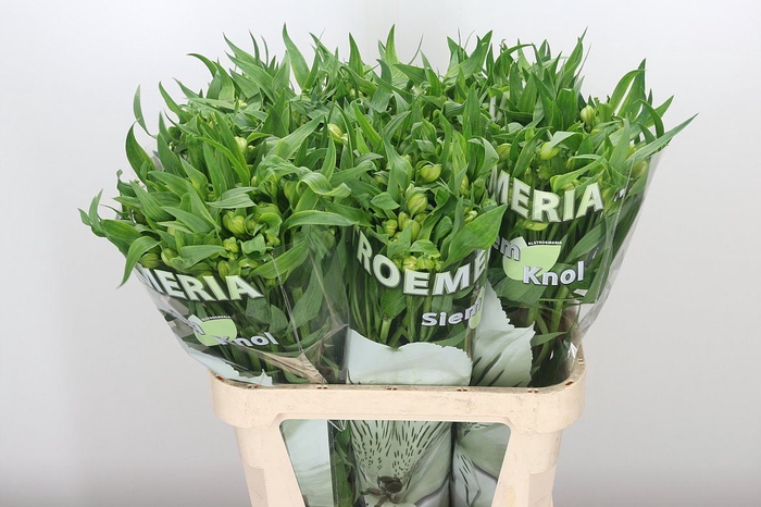 <h4>ALSTR VIRGINIA</h4>