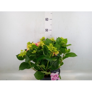 Hydrangea mac. 'Early'