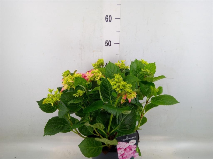 <h4>Hydrangea mac. 'Early'</h4>