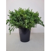 EUC PARVIFOLIA PER STEEL-IT-