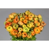 Ranunculus Elegance Orange