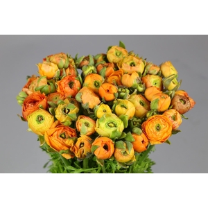 Ranunculus Elegance Orange