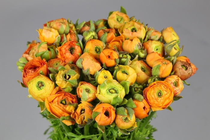 <h4>Ranunculus Elegance Orange</h4>