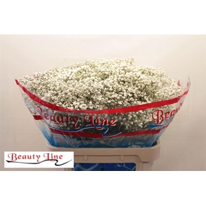 GYPS PA BEAUTY BRIDE