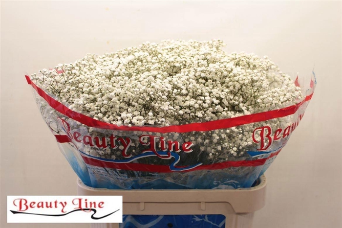 <h4>GYPS PA BEAUTY BRIDE</h4>