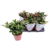 Schlumbergera overig