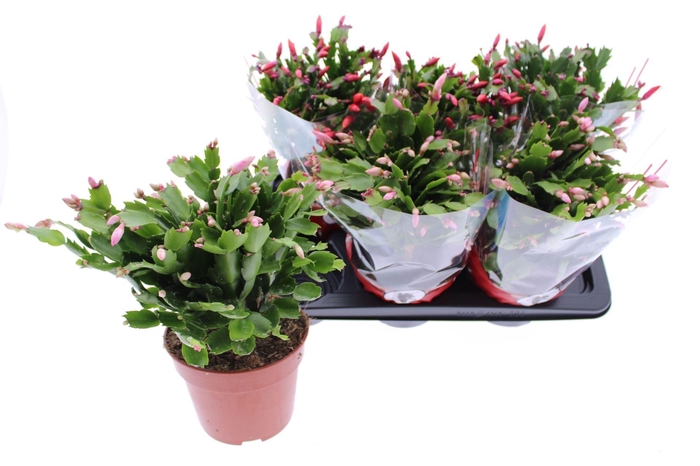Schlumbergera overig