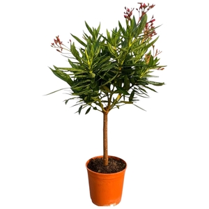 NERI OLEANDER