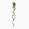 Lycopodum Plant in Pot Green PP550055GRN
