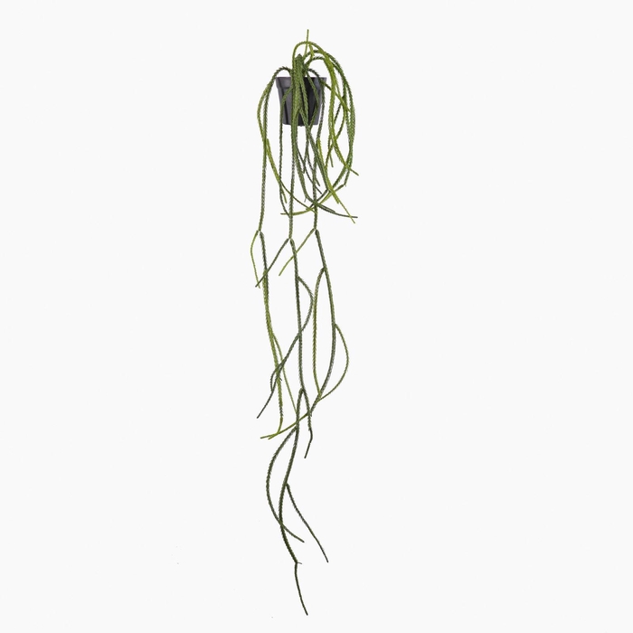 Lycopodum Plant in Pot Green PP550055GRN