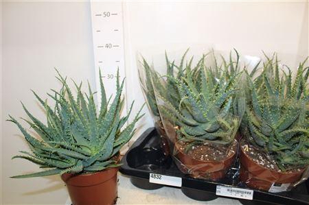 <h4>Aloe Arborescens Potm 17cm</h4>