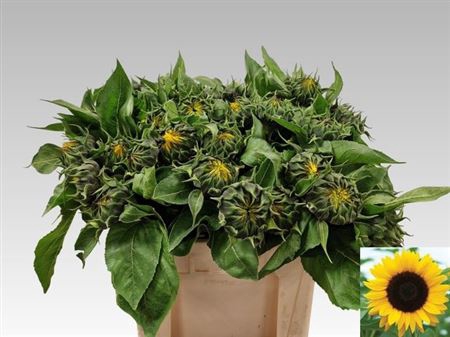 <h4>Helianthus Sunrich Orange</h4>