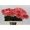 Dahlia Chanel