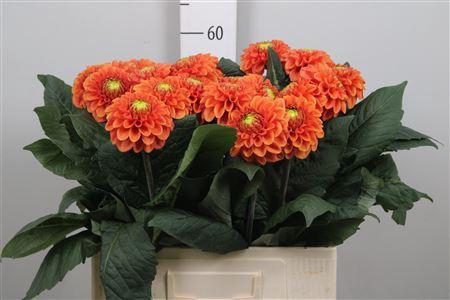 <h4>Dahl Bright Orange</h4>