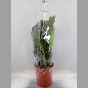 Zamioculcas zamiifolia 'Zenzi'