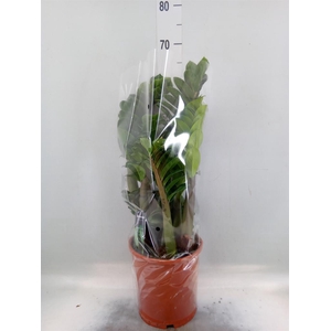 Zamioculcas zamiifolia 'Zenzi'