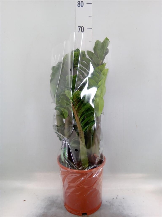 <h4>Zamioculcas zamiifolia 'Zenzi'</h4>