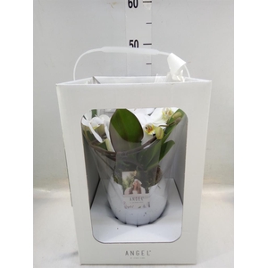 Phalaenopsis   ...white