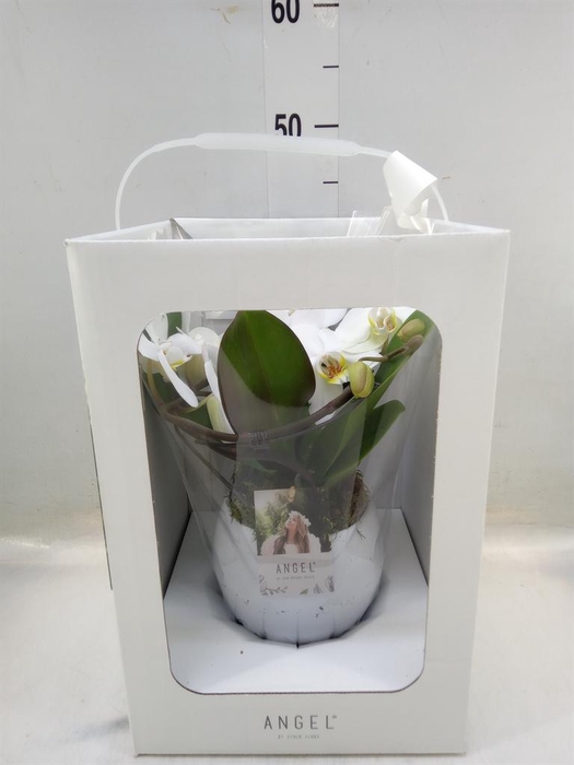 <h4>Phalaenopsis ...white</h4>